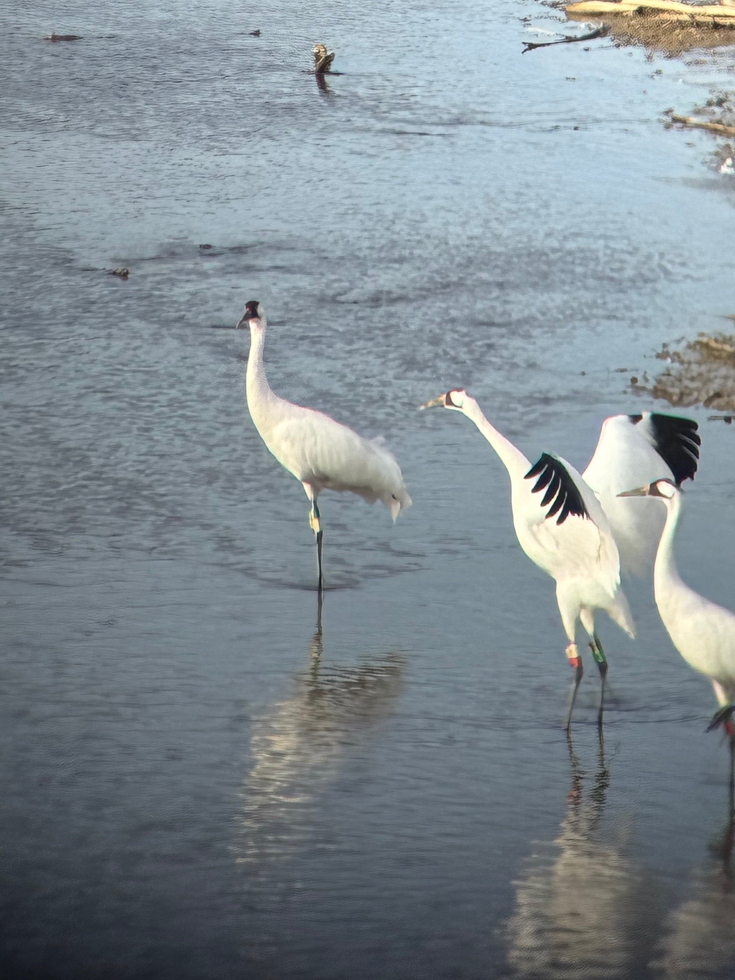 Whooping Cranes have been spotted at Cecil M. Harden Lake on their ...